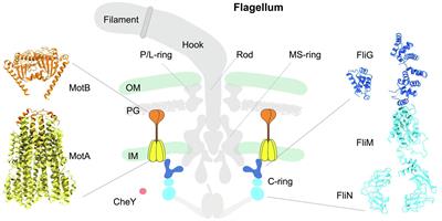 The Bacterial Flagellar Motor: Insights Into Torque Generation, Rotational Switching, and Mechanosensing